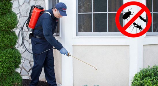 Çınar Kemirgen İlaçlama böcek ilaçlama ve haşere kontrolü — ilaclama-tr.com